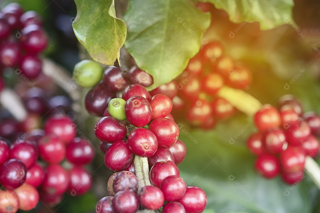 Planta de café com frutos vermelhos em fazenda de café ao sol