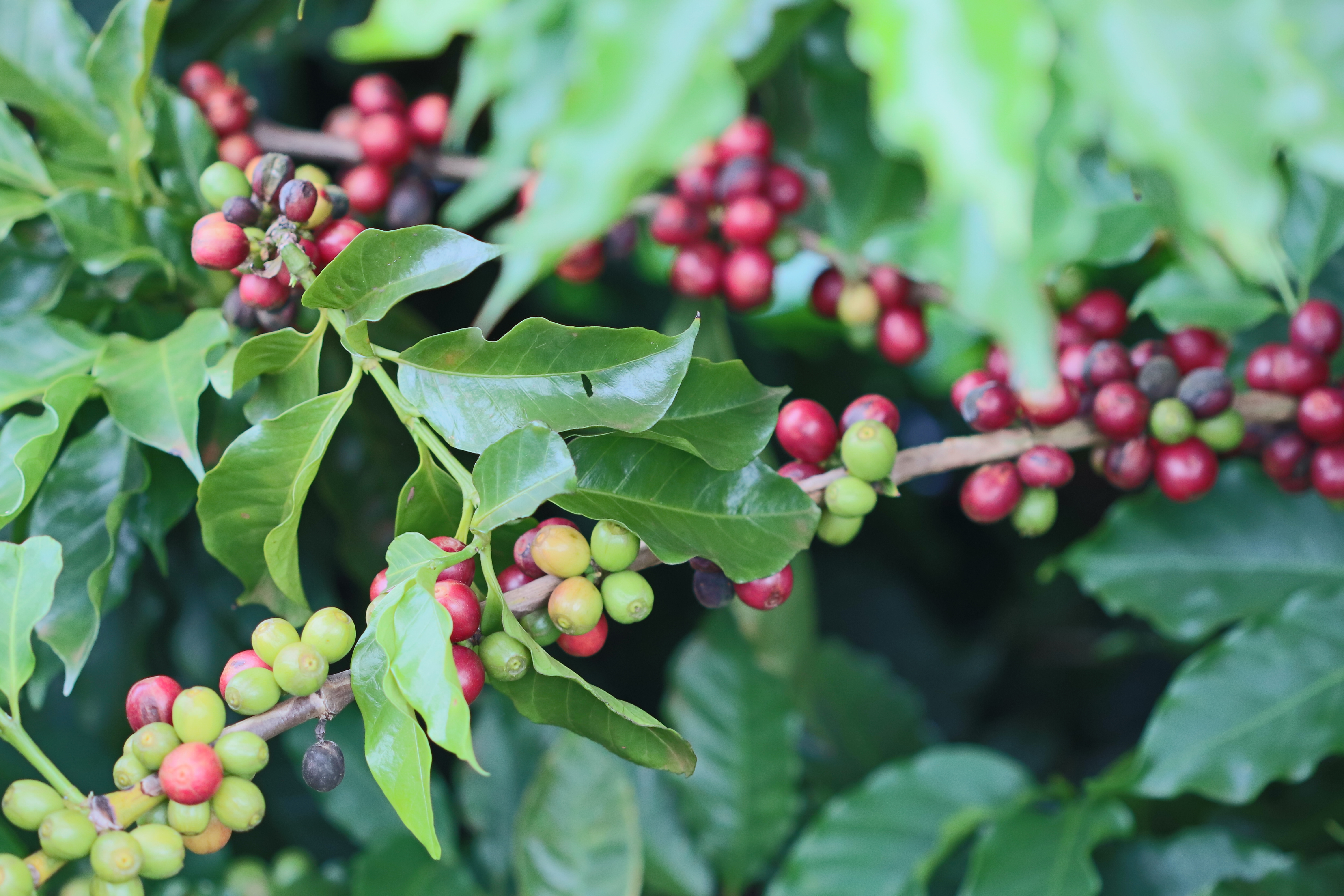 Planta de café com frutos vermelhos em fazenda de café ao sol