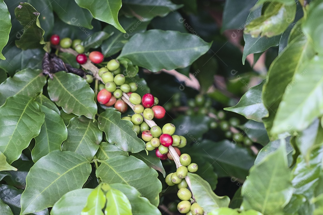 Planta de café com frutos vermelhos em fazenda de café ao sol