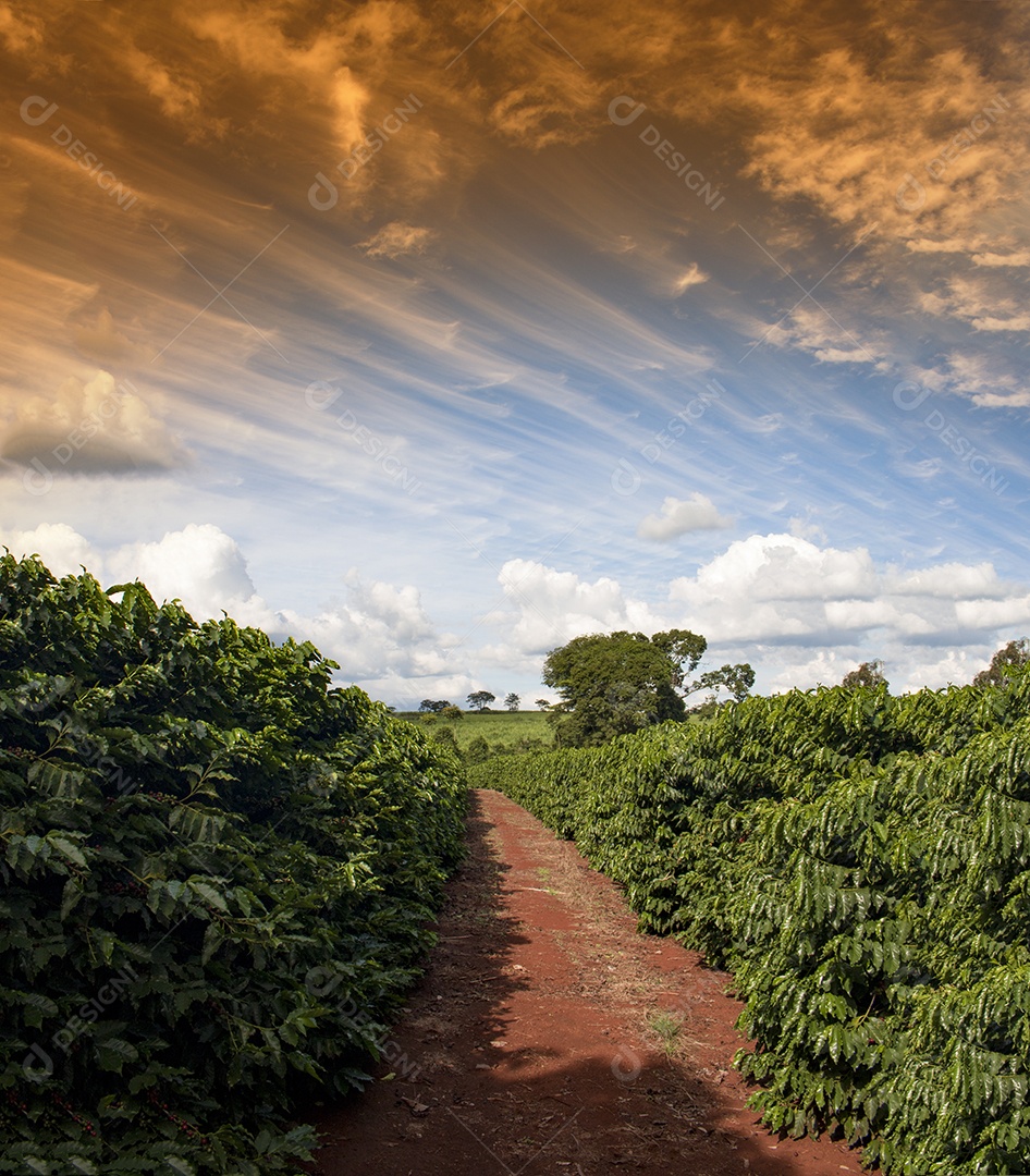 Planta de café com frutos vermelhos em fazenda de café ao sol