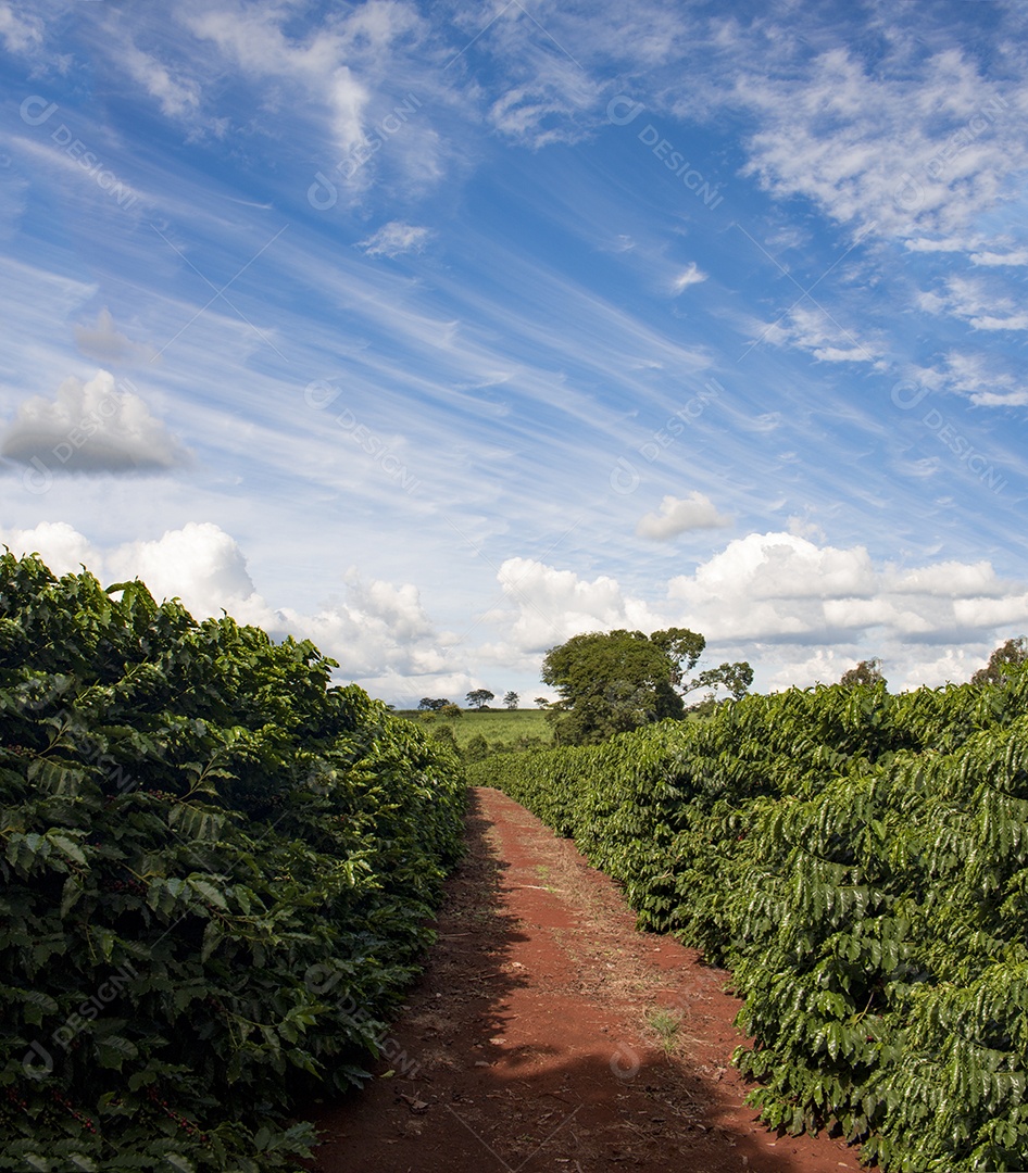 Planta de café com frutos vermelhos em fazenda de café ao sol