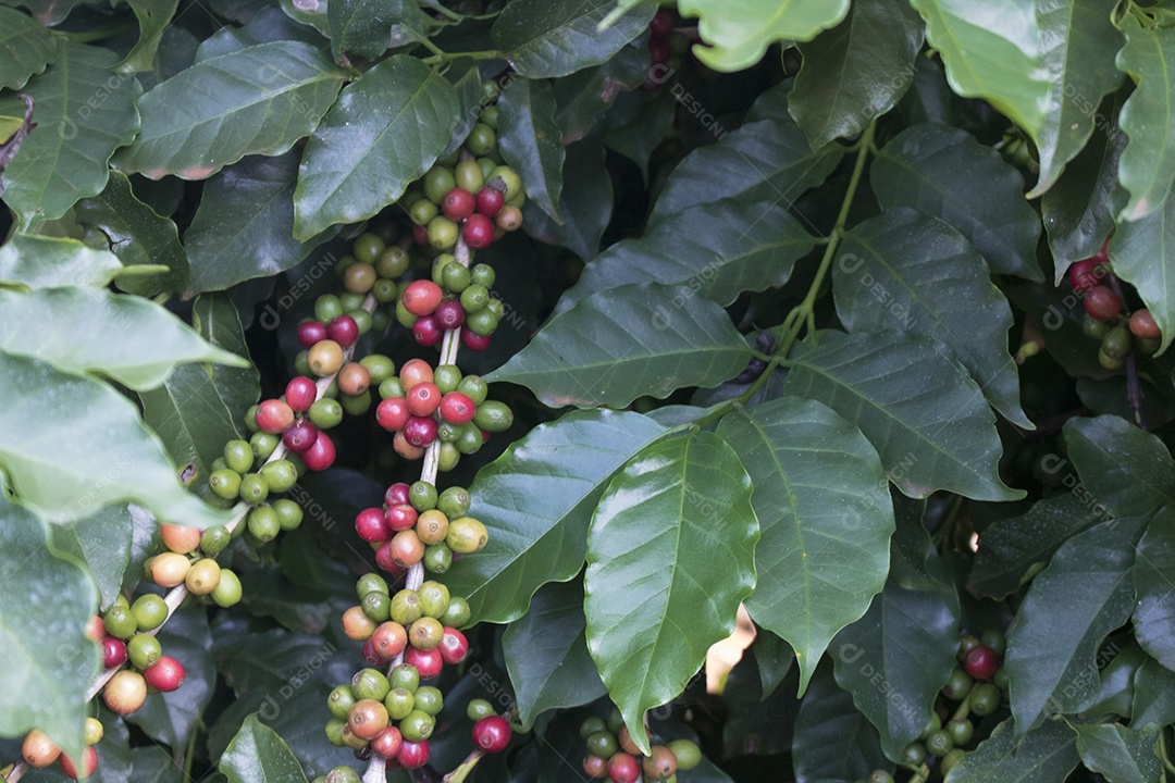 Planta de café com frutos vermelhos em fazenda de café ao sol