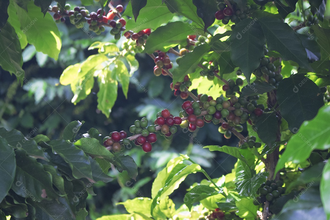 Planta de café com frutos vermelhos em fazenda de café ao sol