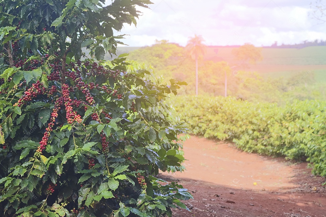 Planta de café com frutos vermelhos em fazenda de café ao sol