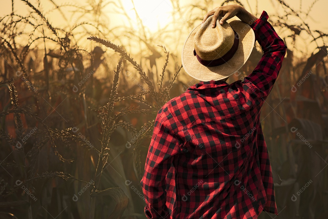 Fazendeiro com chapéu olhando para o campo de plantação de milho ao pôr do sol