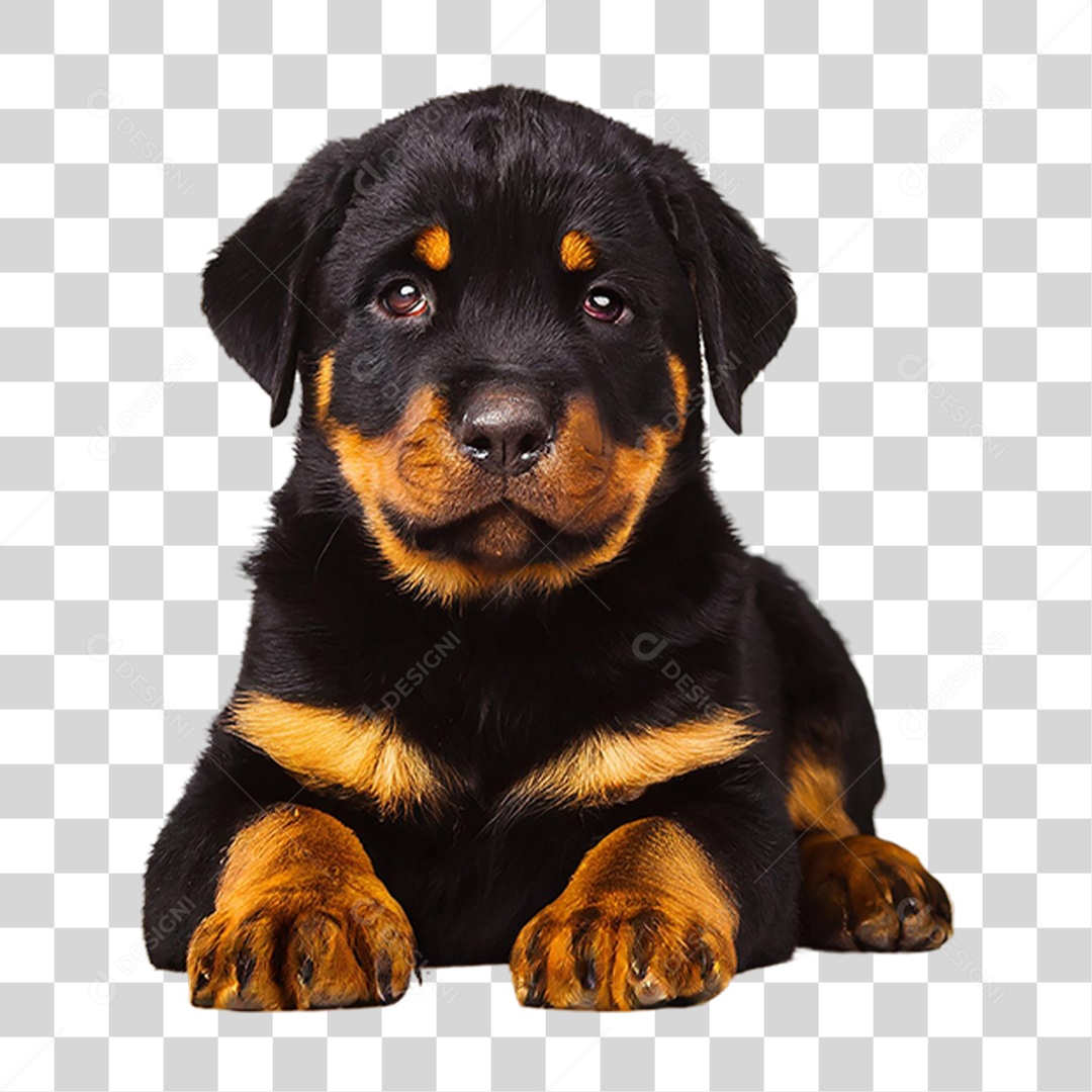Filhote de Rottweiler PNG Transparente