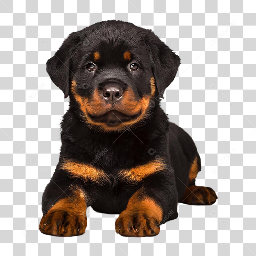 Filhote de Rottweiler PNG Transparente