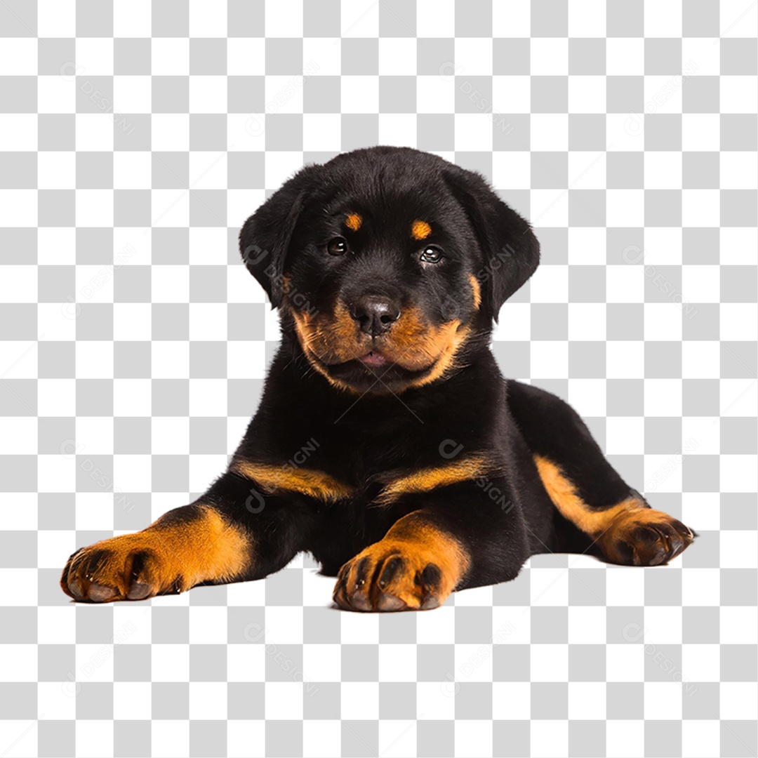 Filhote de Rottweiler PNG Transparente