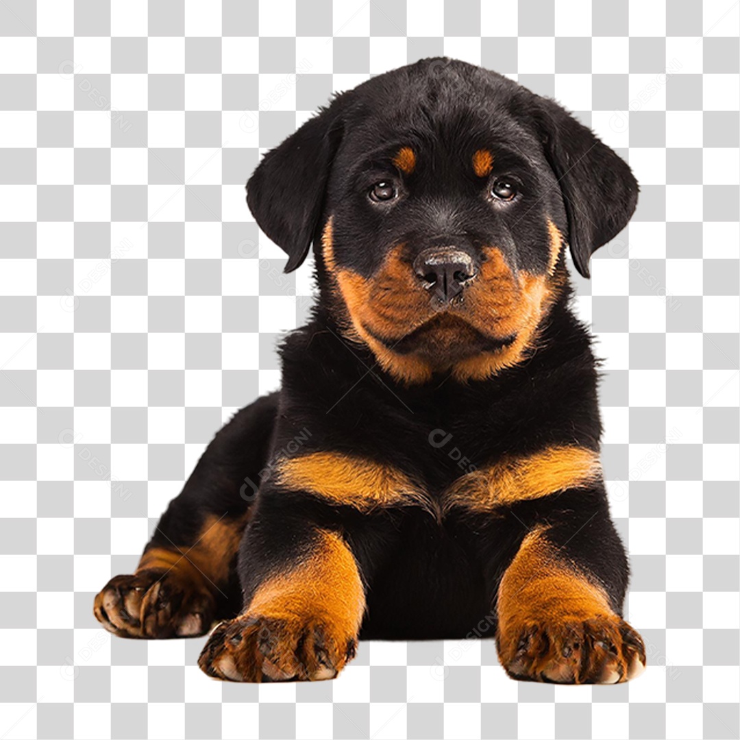 Filhote de Rottweiler PNG Transparente