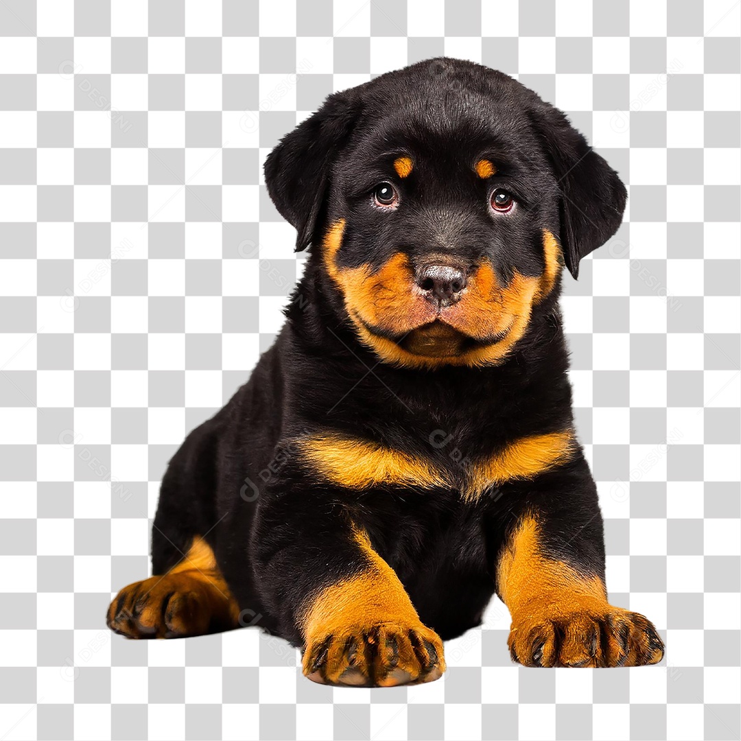 Filhote de Rottweiler PNG Transparente