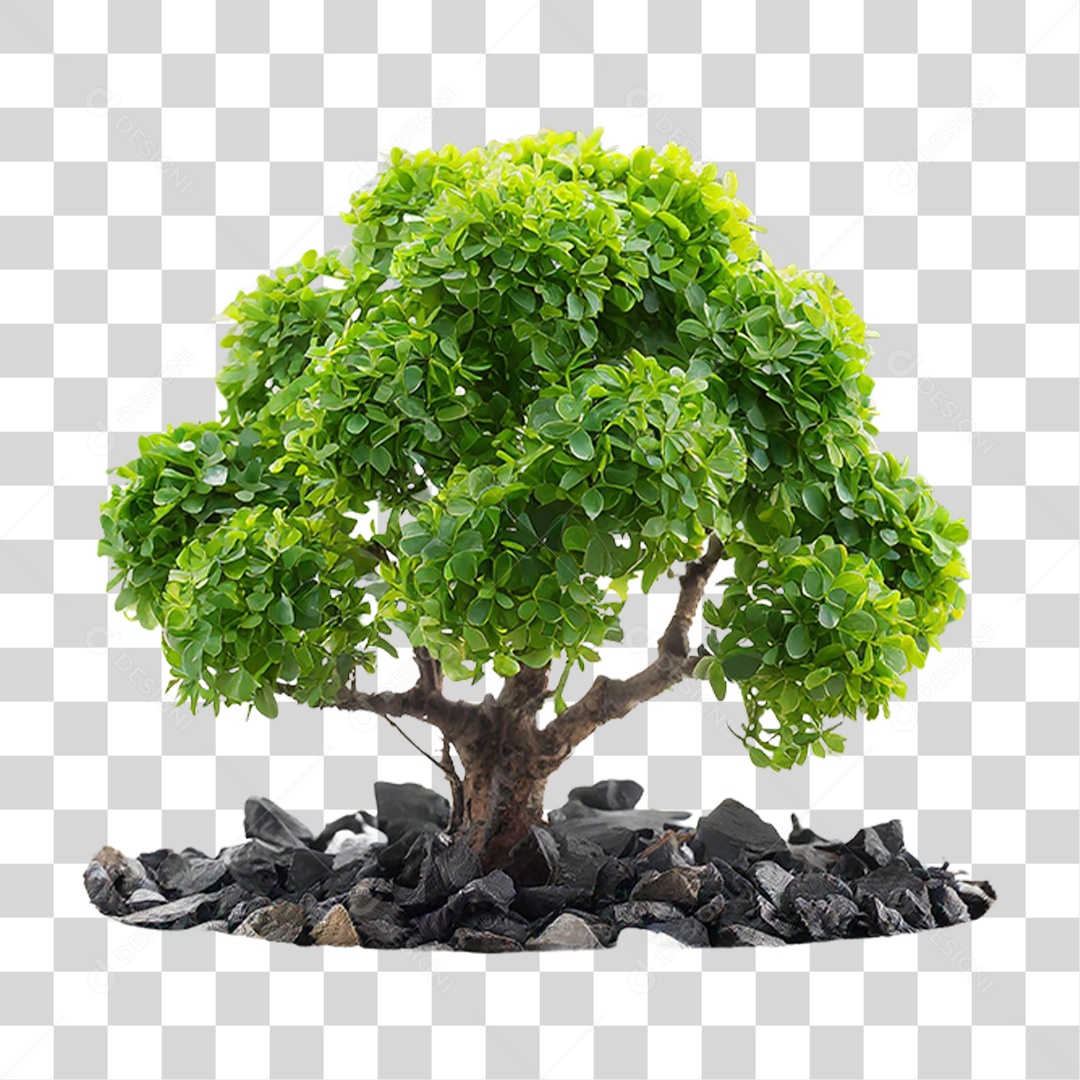 Árvore Anã PNG Transparente