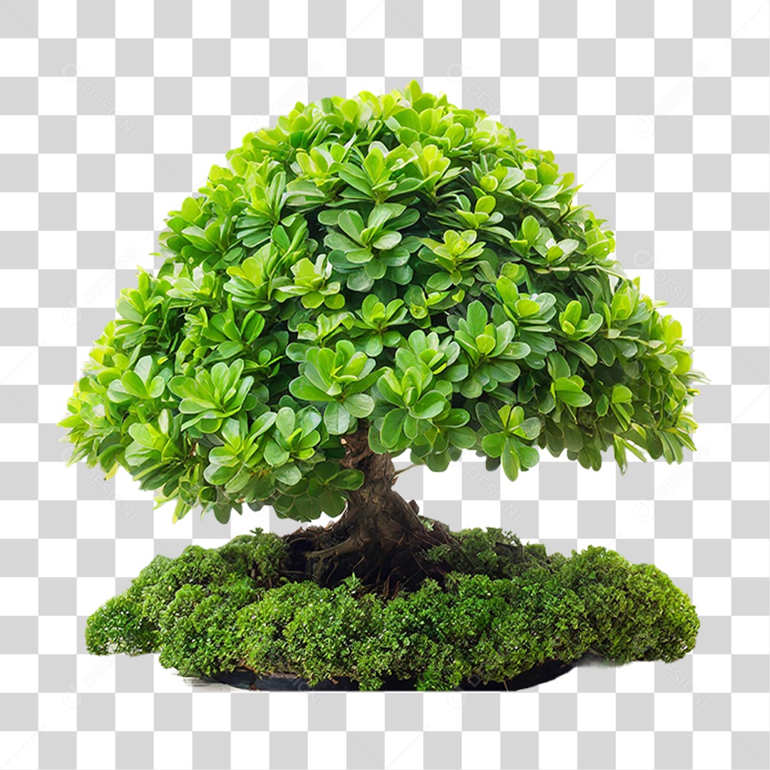 Árvore Anã PNG Transparente