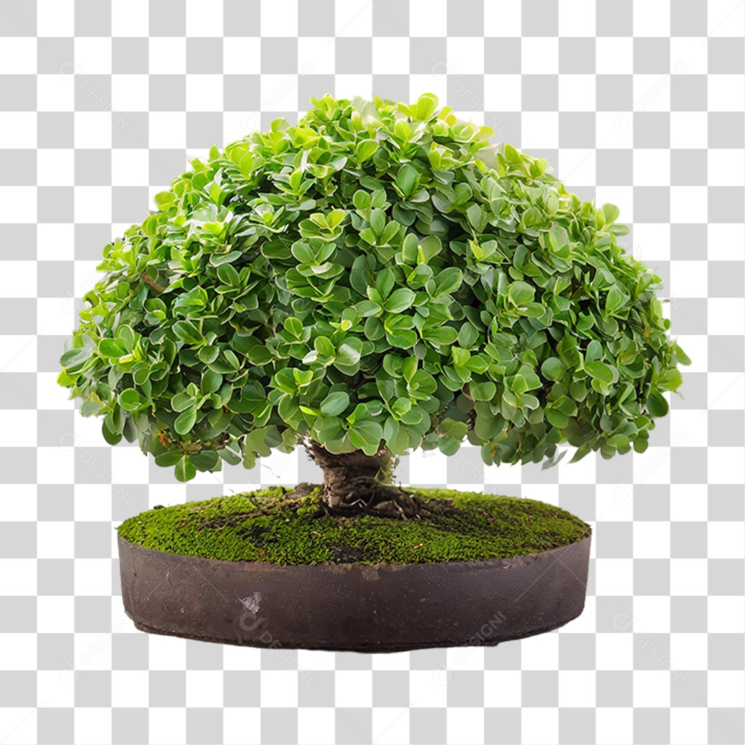 Árvore Anã PNG Transparente