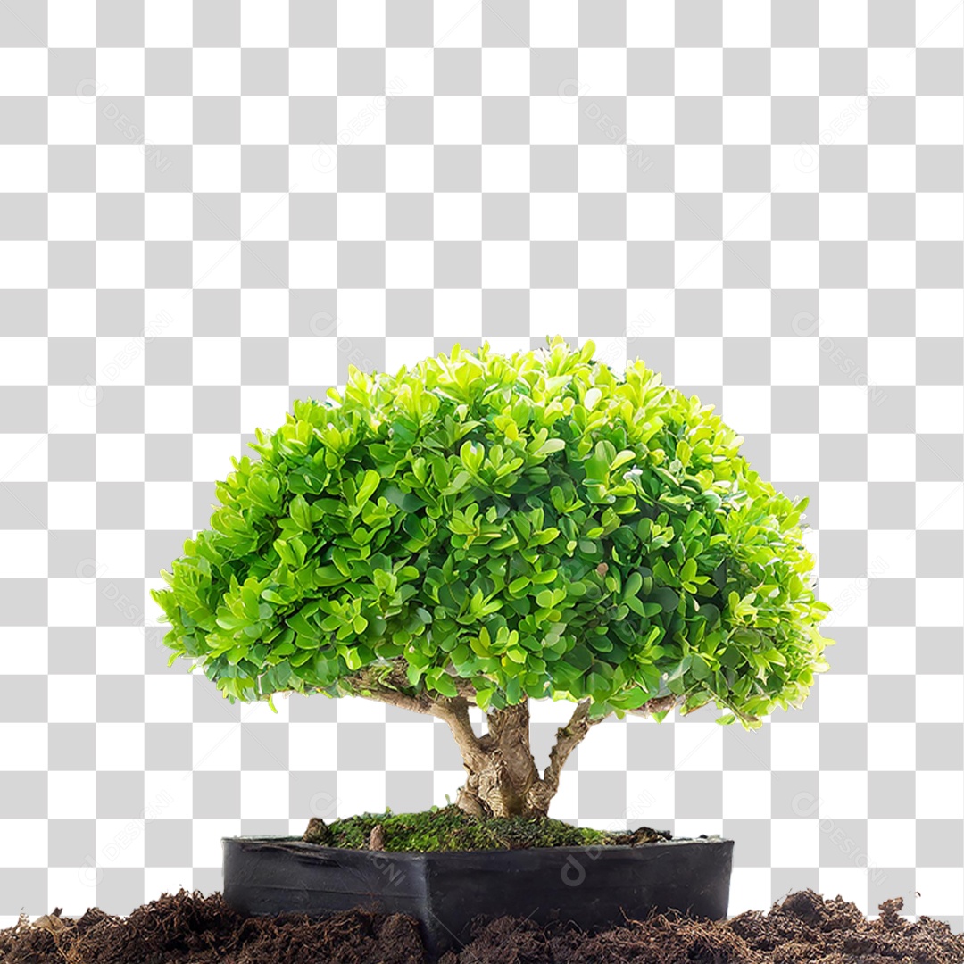 Árvore Anã PNG Transparente