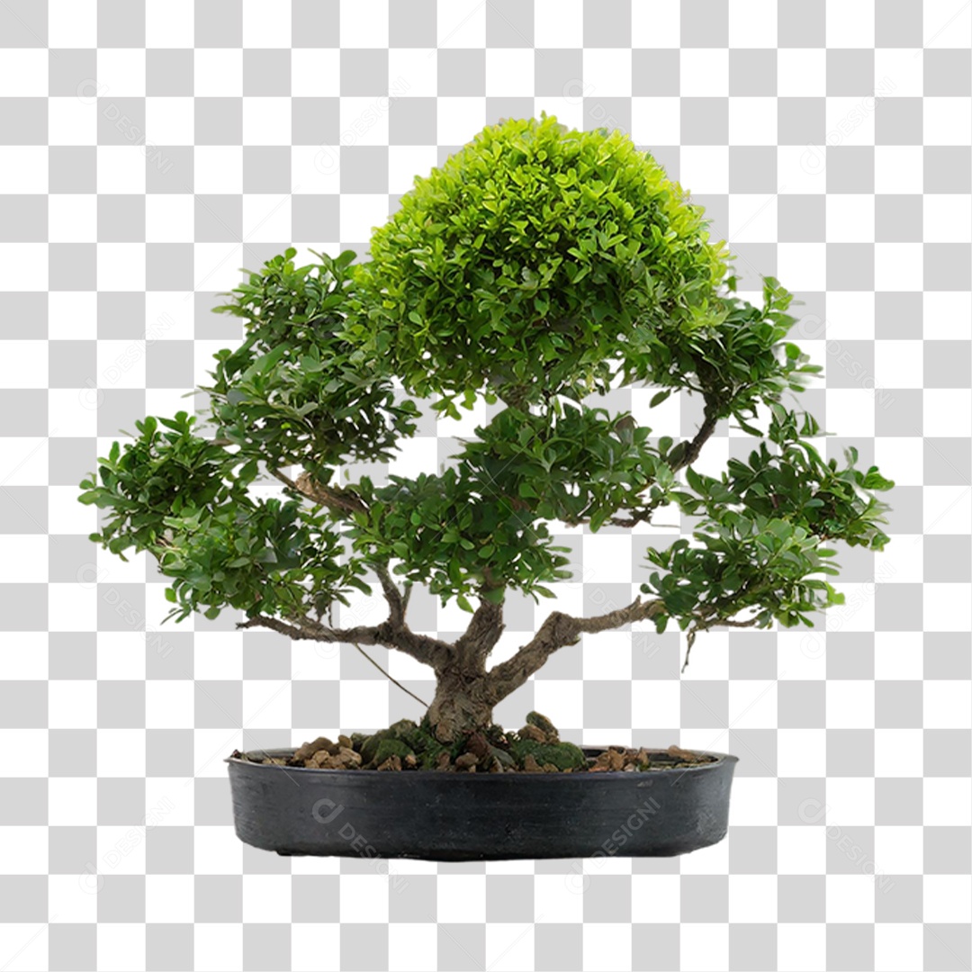 Árvore Anã PNG Transparente