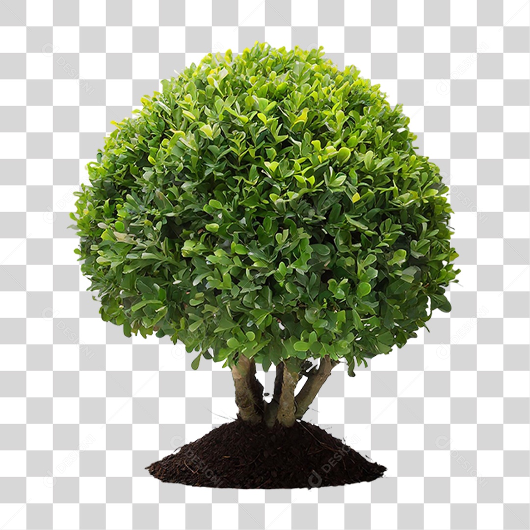 Árvore Anã PNG Transparente