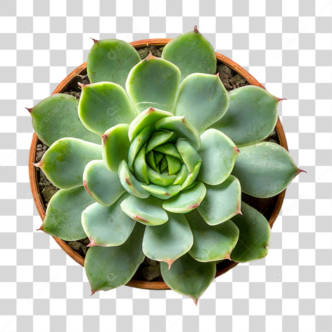 Planta Suculenta PNG Transparente