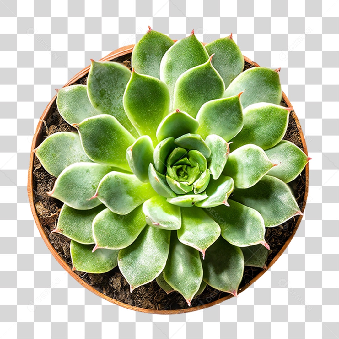 Planta Suculenta PNG Transparente