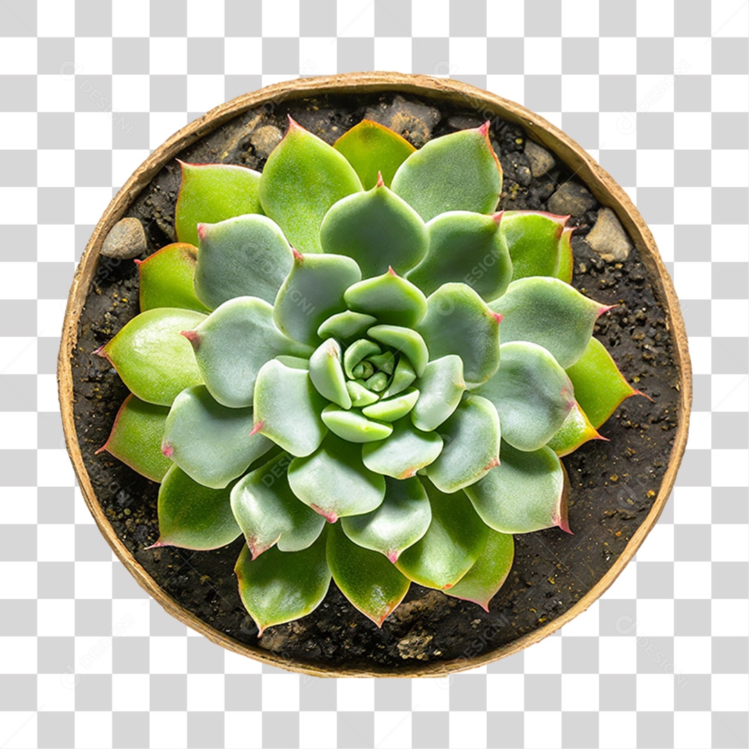 Planta Suculenta PNG Transparente