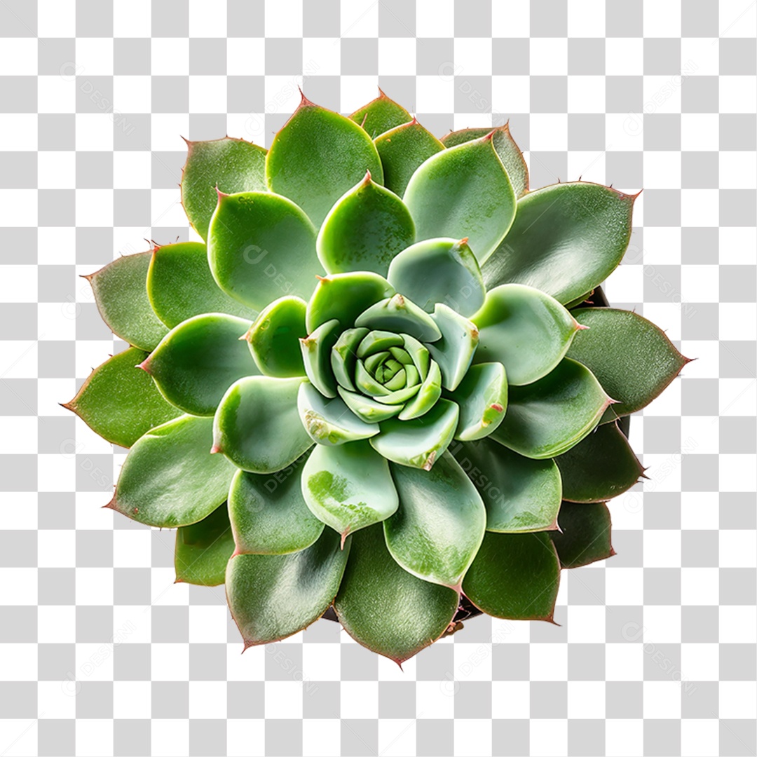 Planta Suculenta PNG Transparente