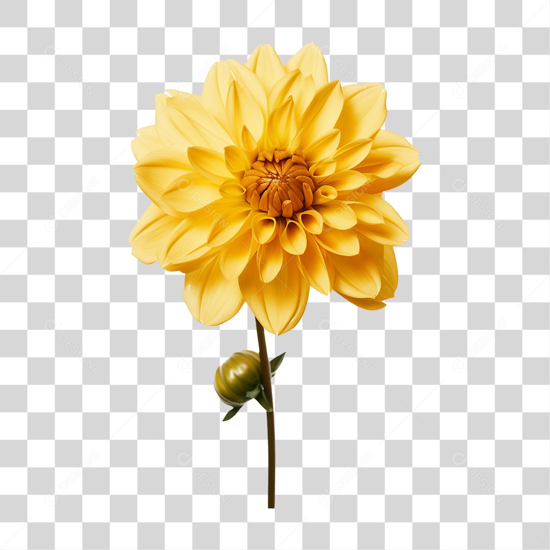 Flor Rosa Flores Jardim PNG Transparente