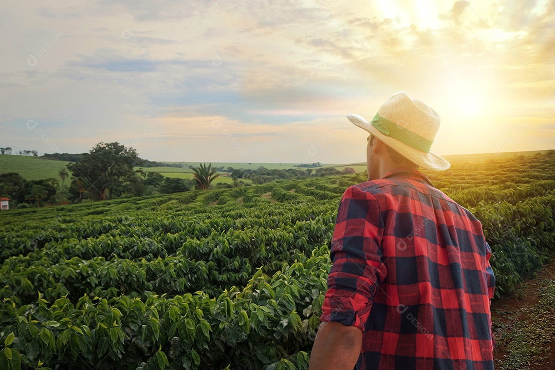 Agricultor com chapéu em frente a uma plantação de café em um pôr do sol na fazenda