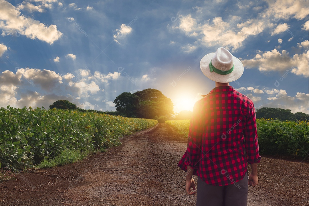 Agricultor com chapéu em frente a uma plantação de milho