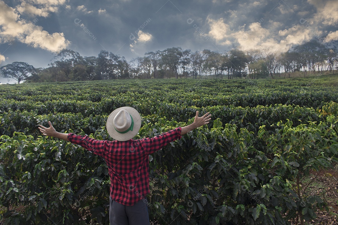 Agricultor em plantação de café em um dia ensolarado