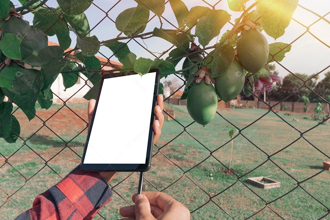 Agricultor com tablet avaliando plantação de maracujá