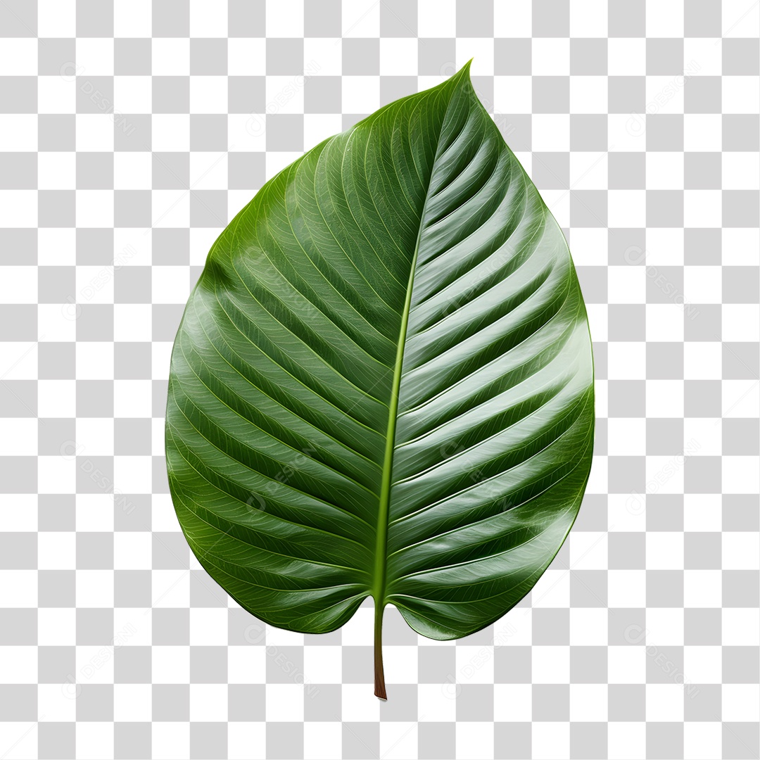 Folha Verde PNG Transparente