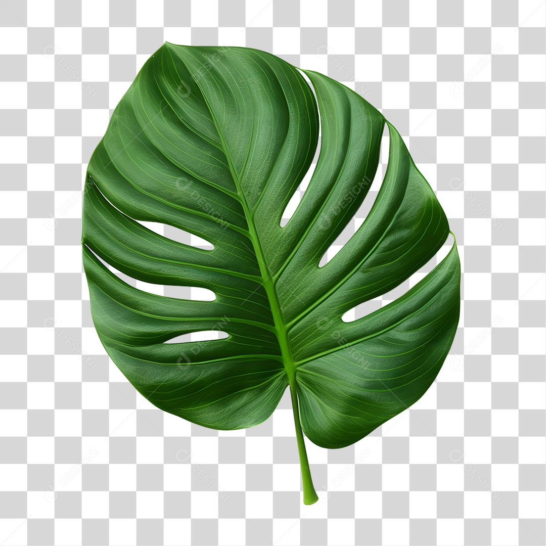 Folha Verde PNG Transparente