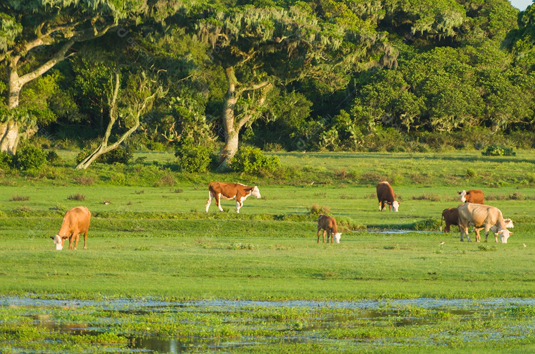 Vacas dentro da Estação Ecológica do Taim gado no pasto.