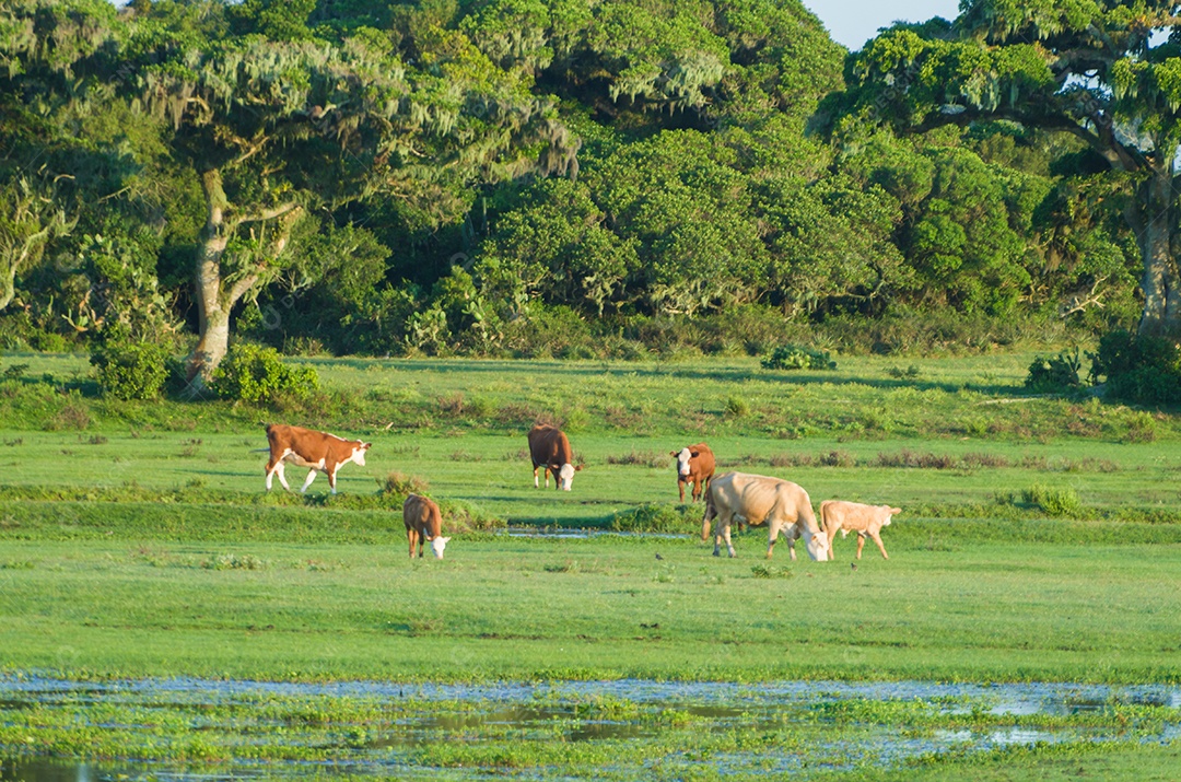 Vacas dentro da Estação Ecológica do Taim gado no pasto.