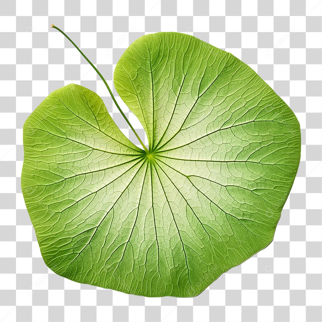 Folha de Capuchinha PNG Transparente