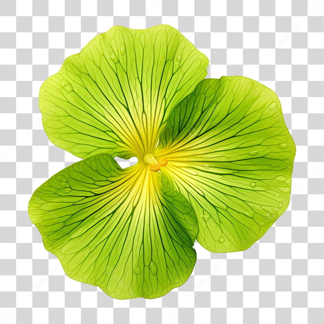 Folha de Capuchinha PNG Transparente