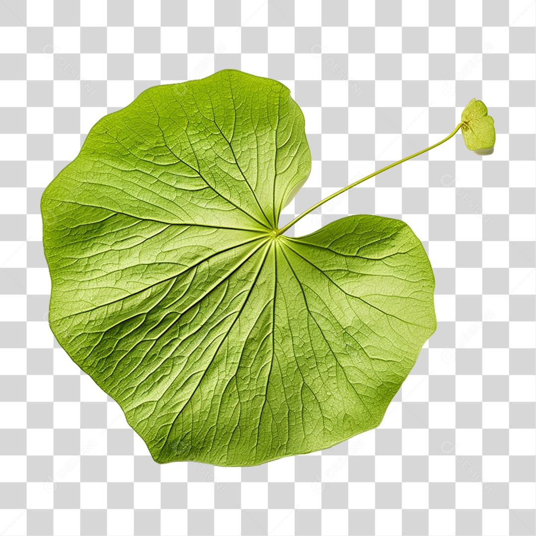 Folha de Capuchinha PNG Transparente