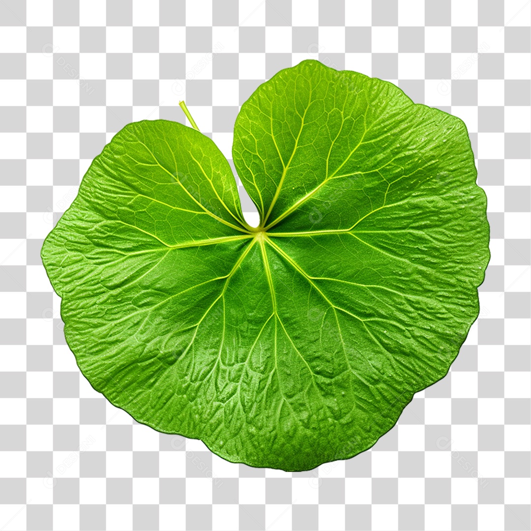 Folha de Capuchinha PNG Transparente