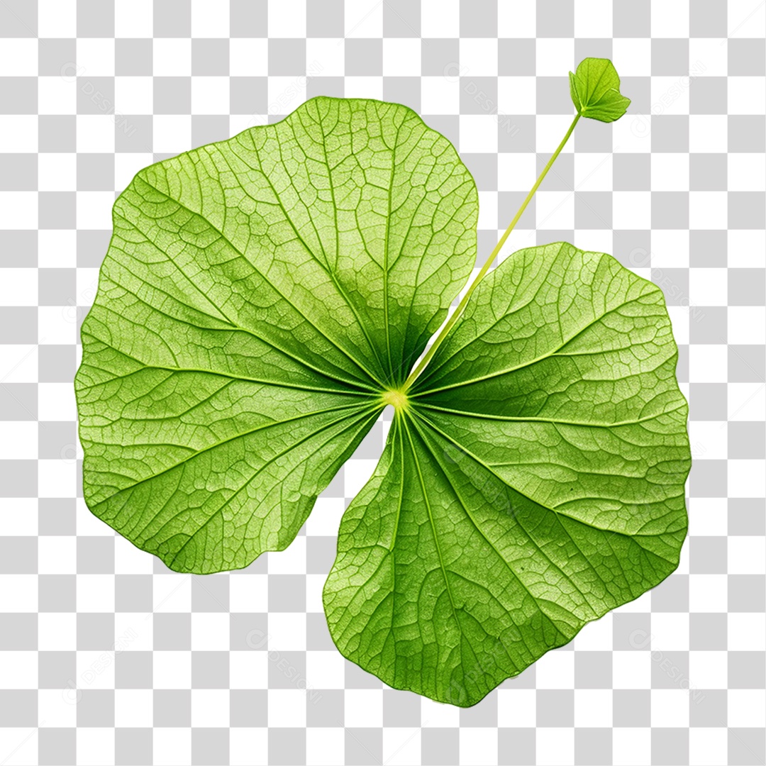 Folha de Capuchinha PNG Transparente