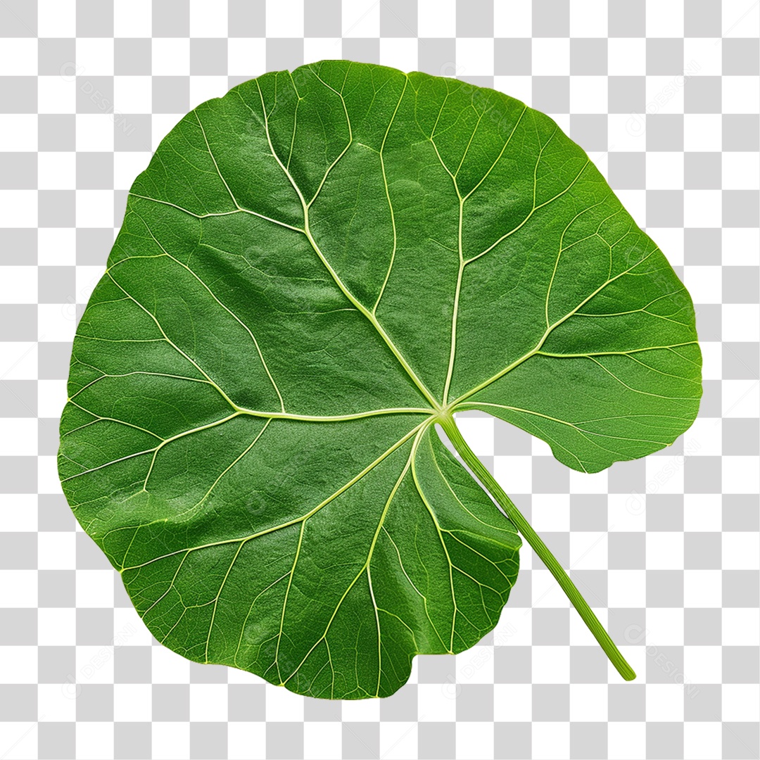 Folha de Capuchinha PNG Transparente