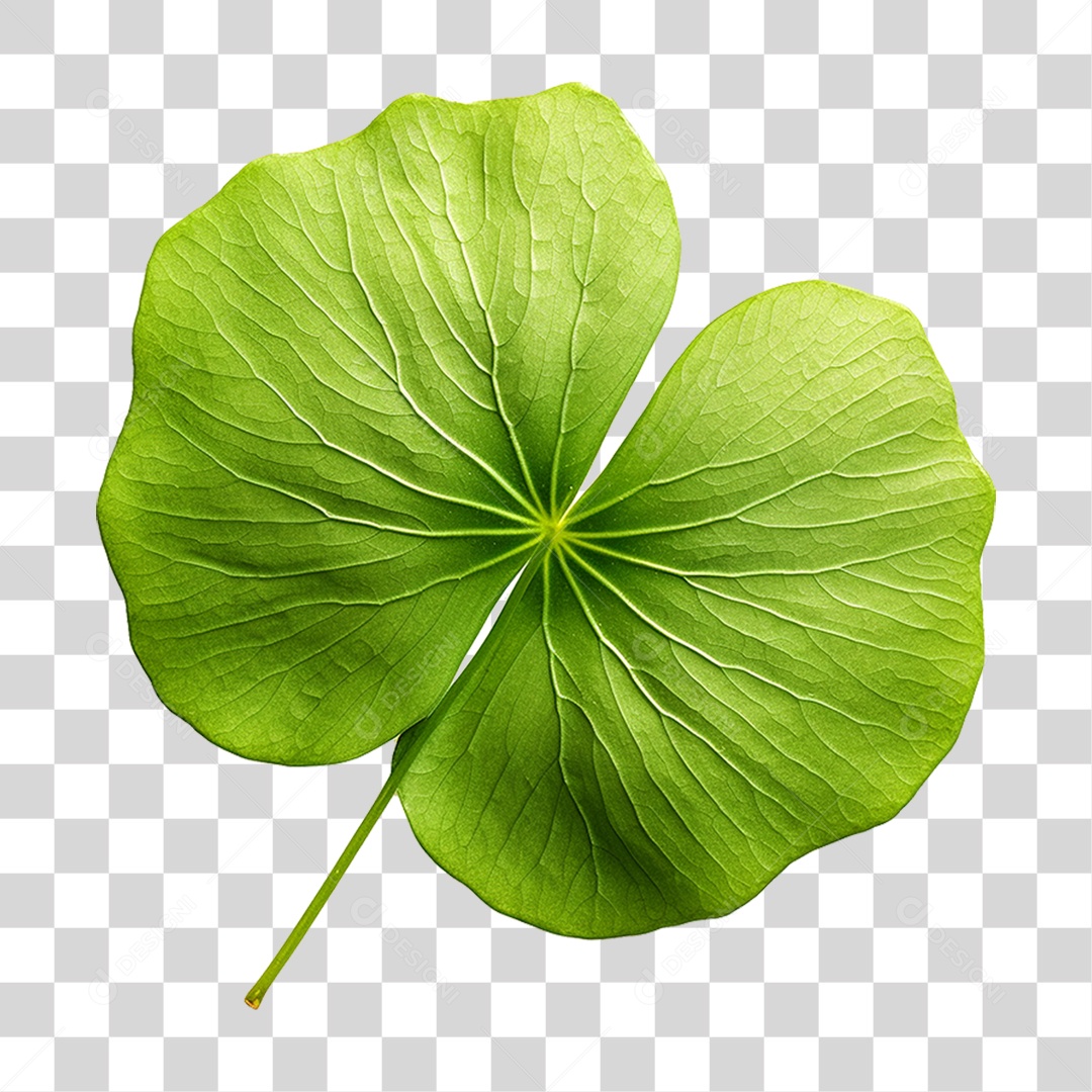 Folha de Capuchinha PNG Transparente