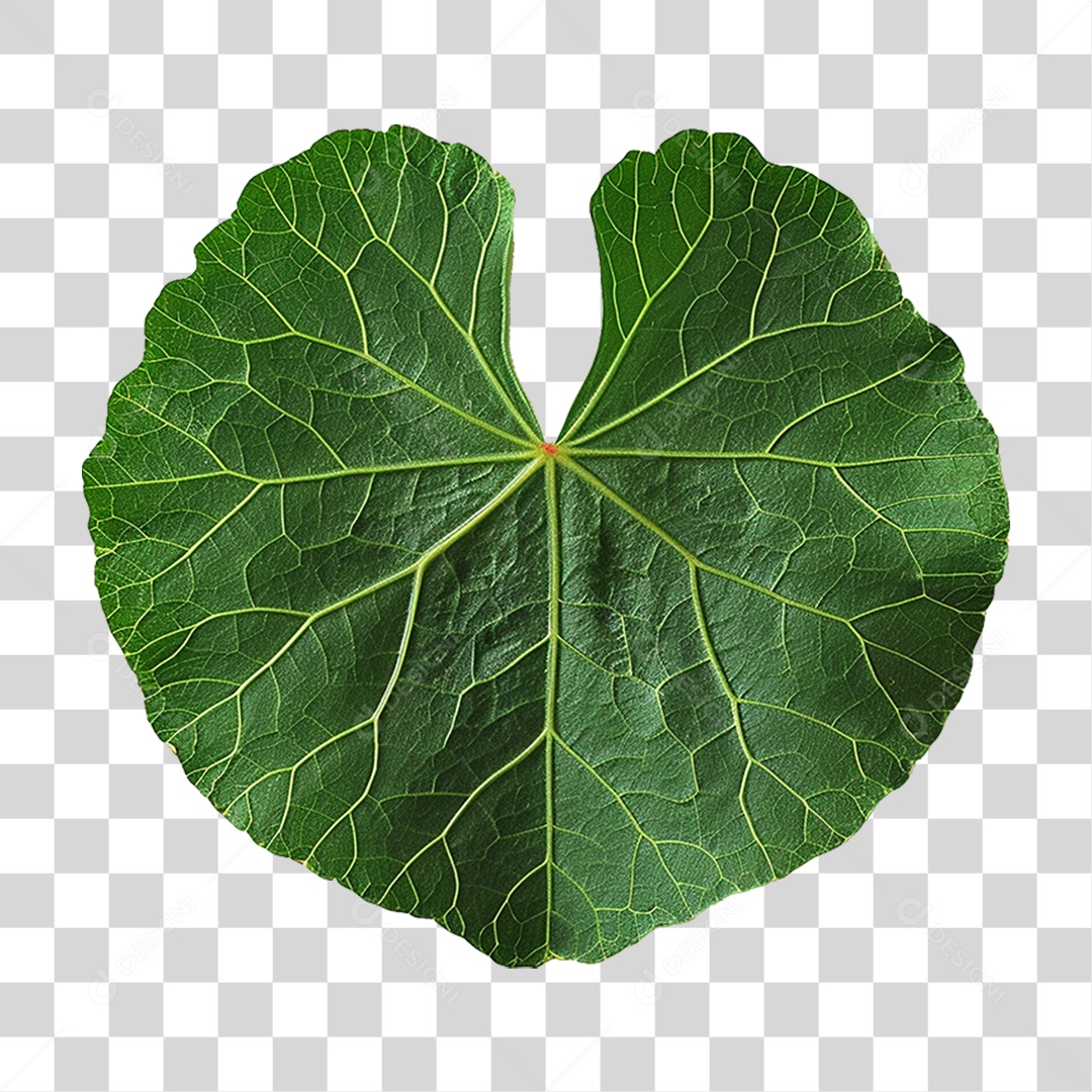 Folha de Capuchinha PNG Transparente