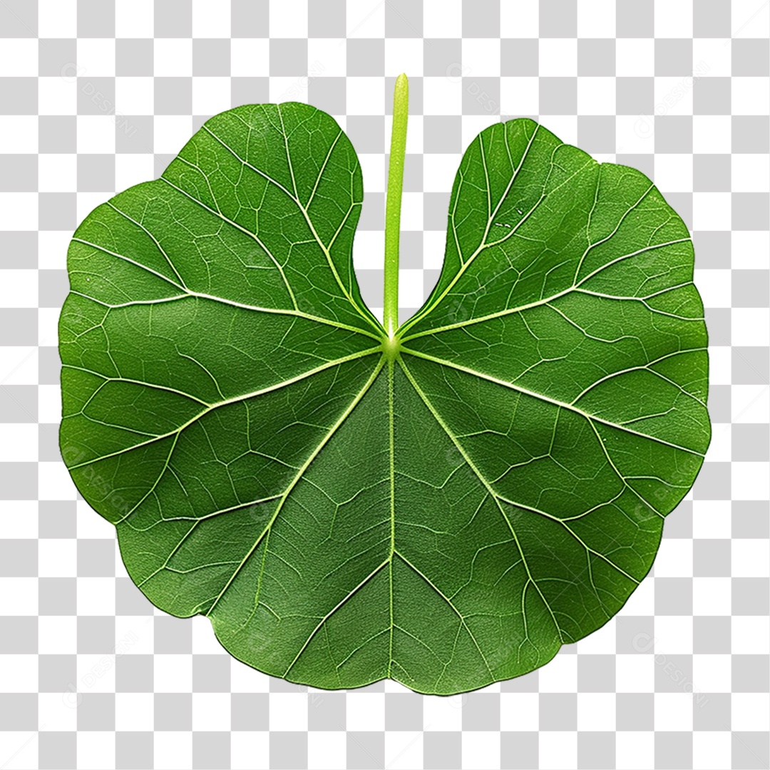 Folha de Capuchinha PNG Transparente