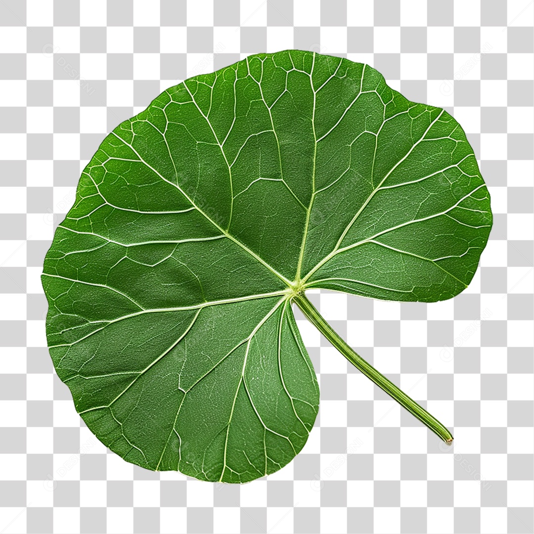 Folha de Capuchinha PNG Transparente