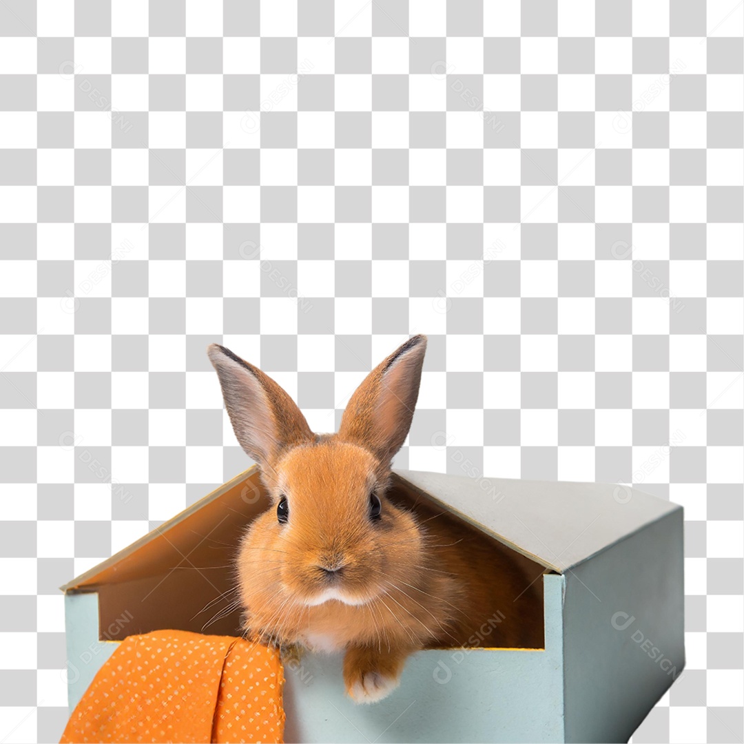 Filhote de Coelho em Caixa PNG Transparente