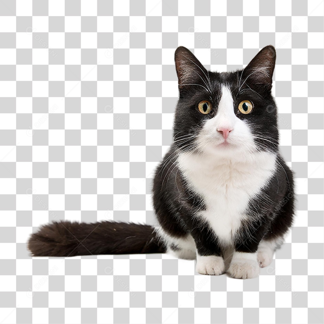 Gato Preto PNG Transparente