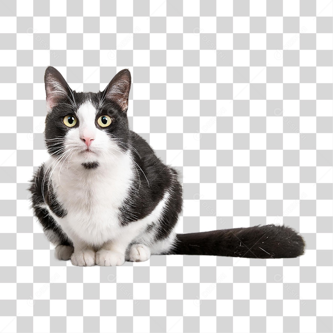 Gato Preto PNG Transparente