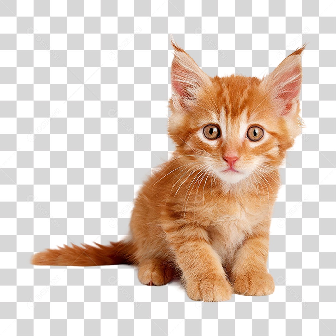 Filhote de Gato PNG Transparente