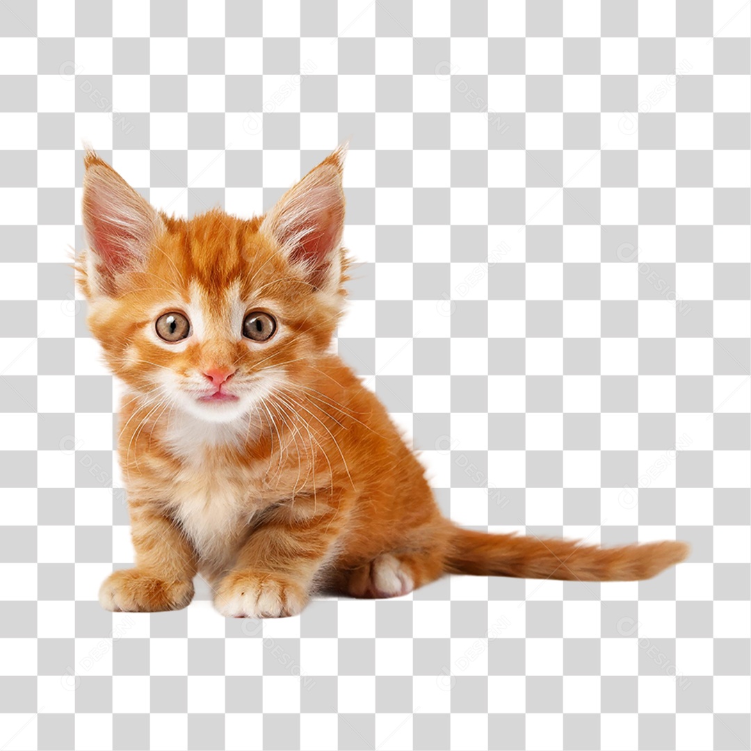 Filhote de Gato PNG Transparente