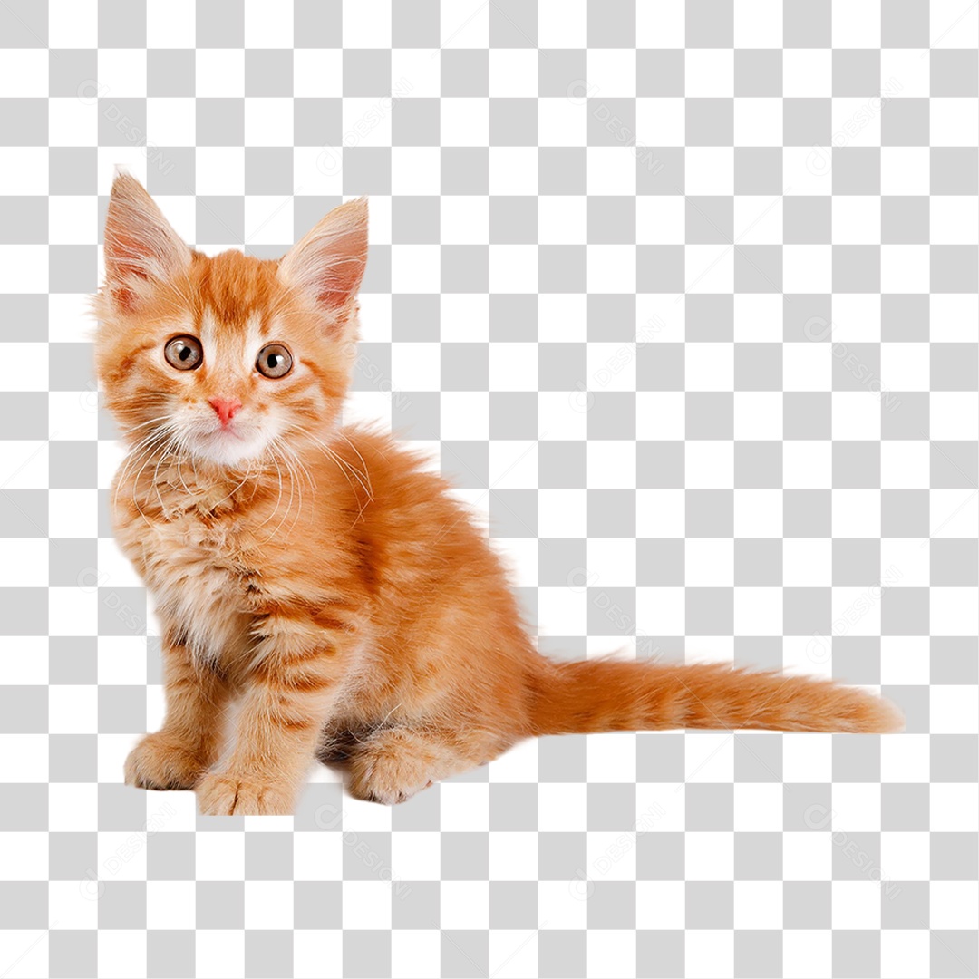 Filhote de Gato PNG Transparente