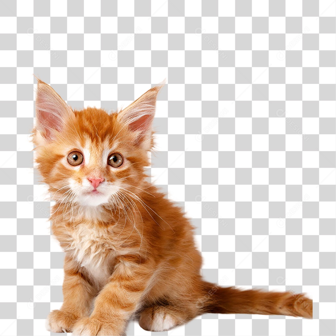Filhote de Gato PNG Transparente